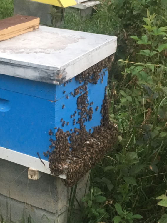 Honey bees hanging out on the front of hive body!